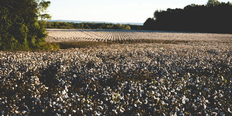 Plantação de algodão com capulhos brancos, imagem ilustrativa sobre novas cultivares da Embrapa
