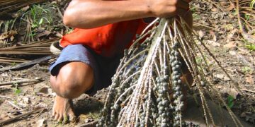 Trabalhador realiza colheita de açaí no Norte do Brasil, imagem ilustrativa sobre manejo de açaizais
