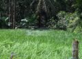 Drone agrícola sobre plantação, imagem ilustrativa de tecnologia aplicada à agricultura