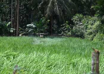 Drone agrícola sobre plantação, imagem ilustrativa de tecnologia aplicada à agricultura